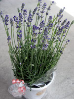 イングリッシュラベンダー